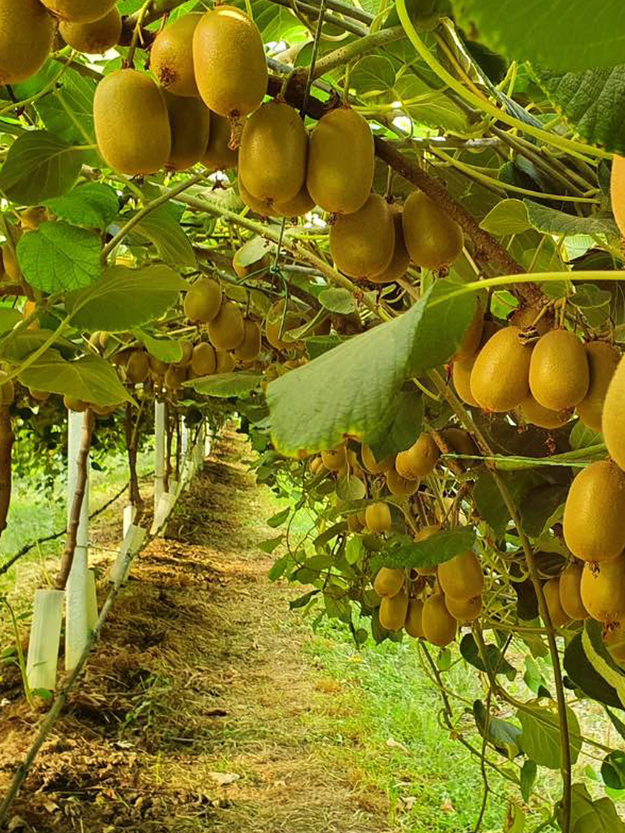 Il Casale Malatesta image 6